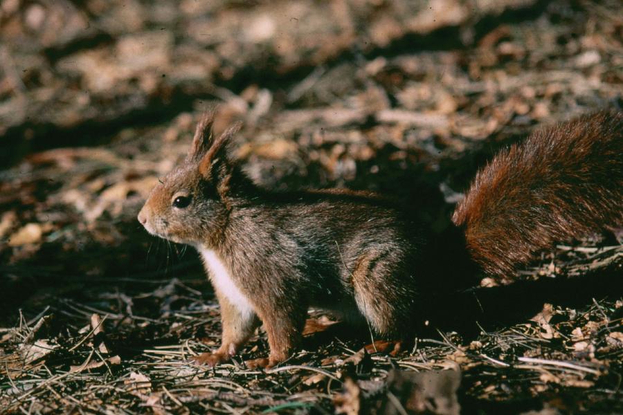 Red Squirrell