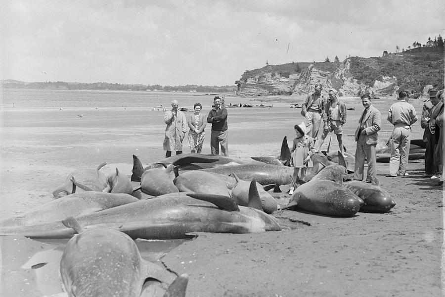 black and white image of people on beach looking at a group of beached pilot whales