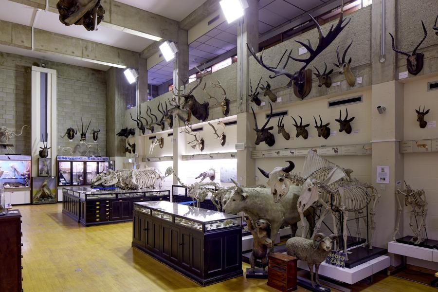 A room within the Museum showing exhibits of animal bones such as deer and antelope