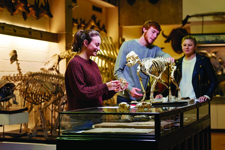 Three students looking at a skeleton of a small animal placed on top of a glass display cabinet at Bangor University's Natural History Museum, Brambell