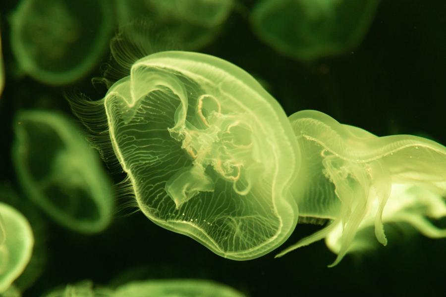 Close-Up Photo of Green Jellyfish