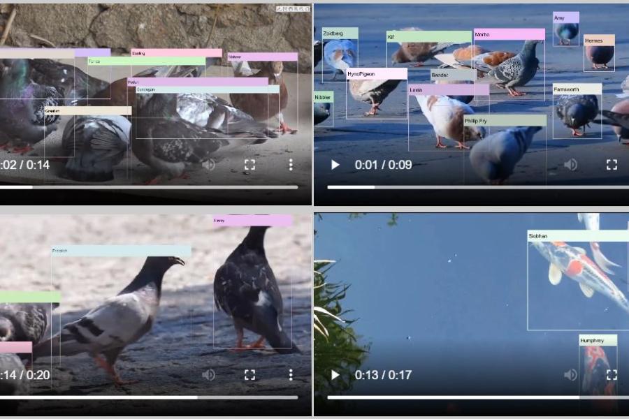 Four videos of multiple animals, with labels classifying the animals