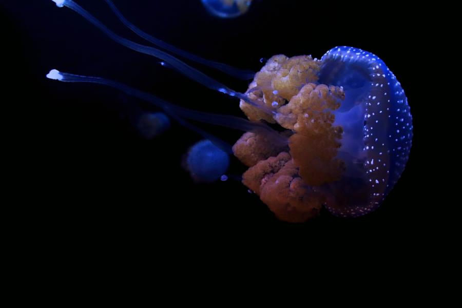 Jellyfish Under the Dark Ocean