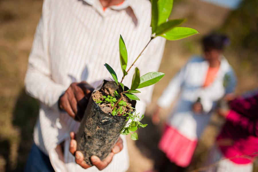 Person holding a plant seedling 