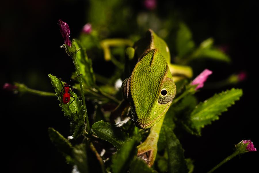 green chameleon on a leaf about to eat a red bug