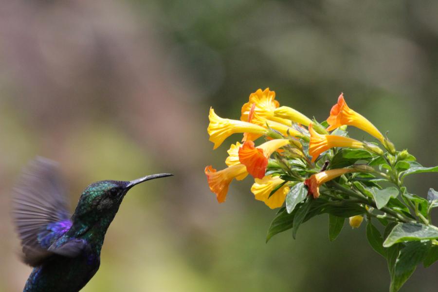 Hummingbird with iridescent feathers hovering on front of a yellow flower