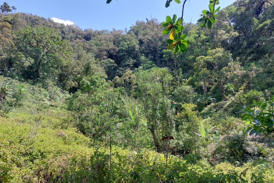 Trees in the Anjouan highlands