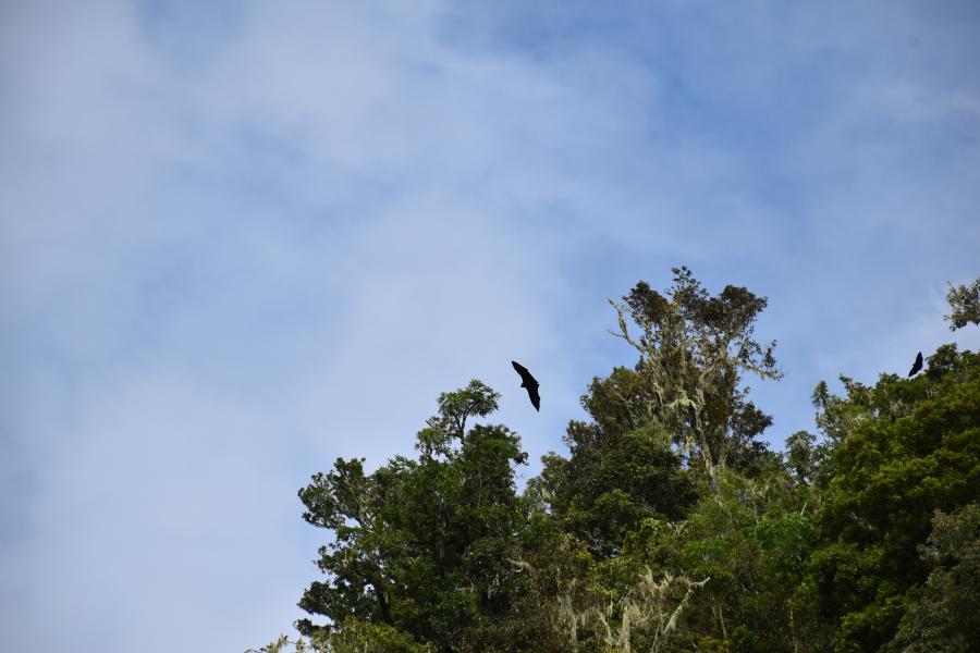 Flying foxes at a roost site of native forest under a conservation agreement