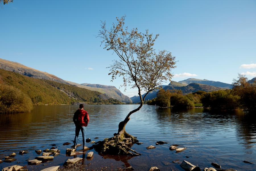 person standing on the shore of a lake with a tree in the foreground