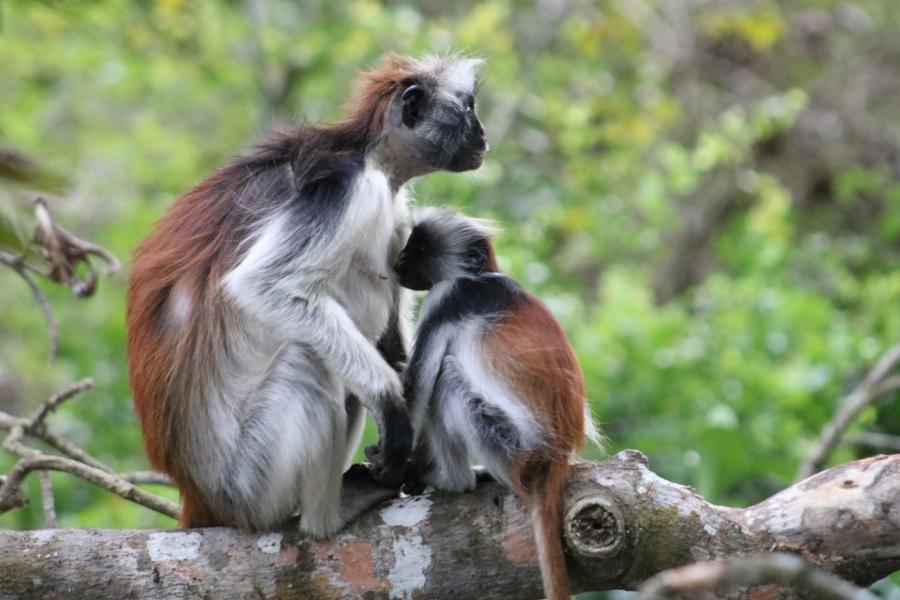 Red and white coloibus monkeys sat in a tree