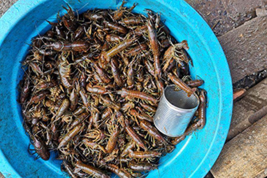 Crayfish in a blue bucket