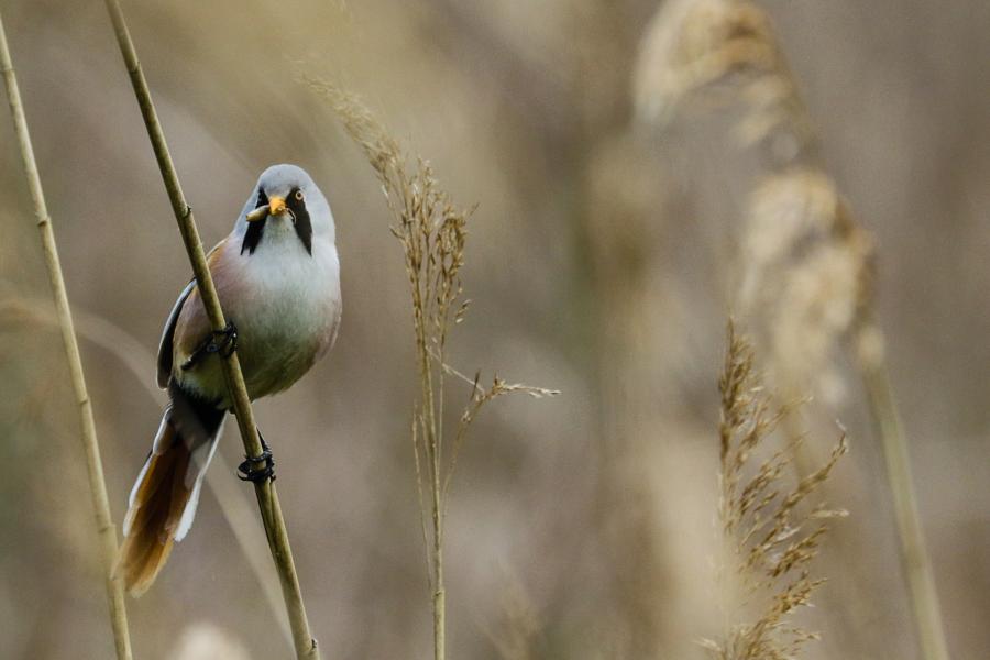 A male bearded tit snacking on some reed seeds