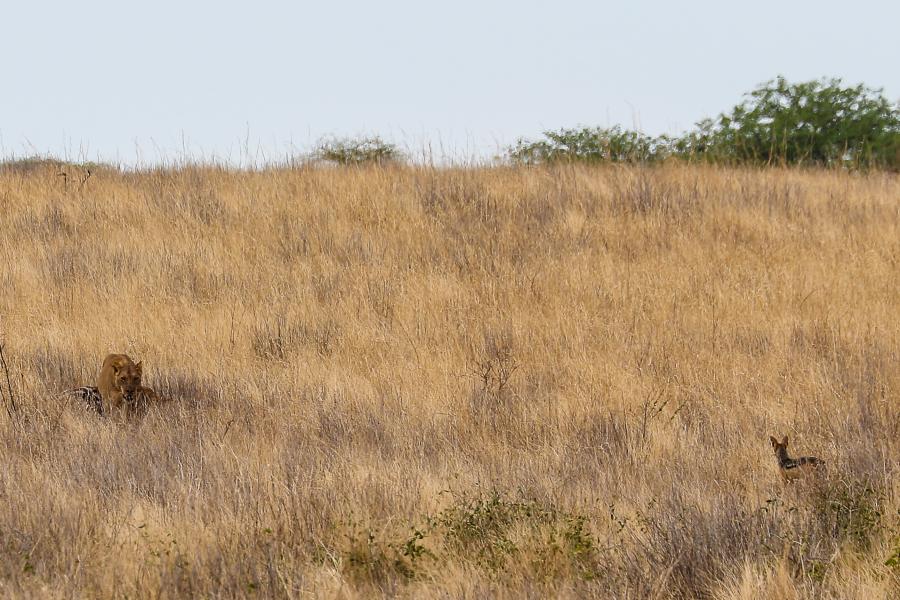 Lioness prowling in grass, a baby zebra nearby