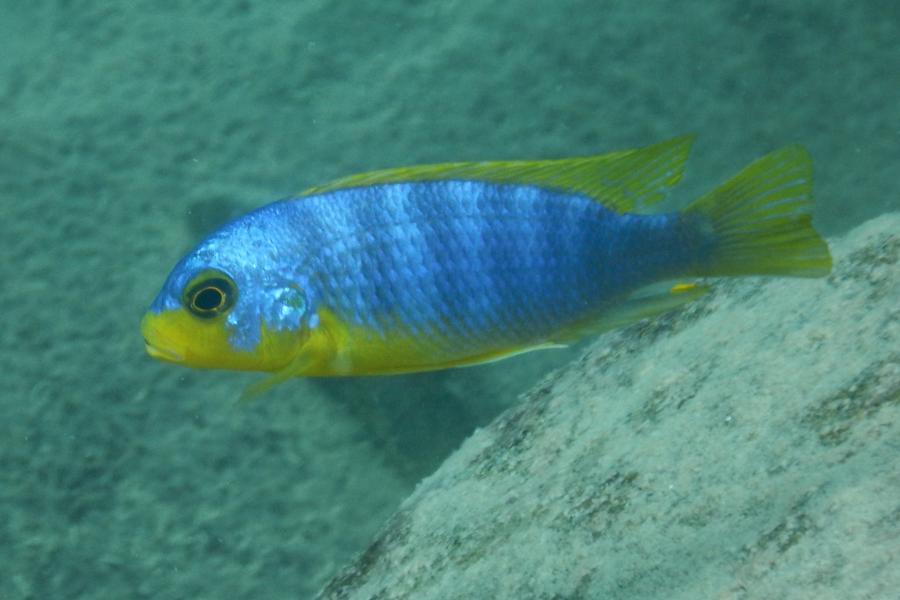 Blue and yellow fish underwater