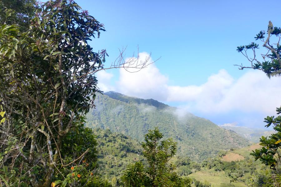 trees and mountains 