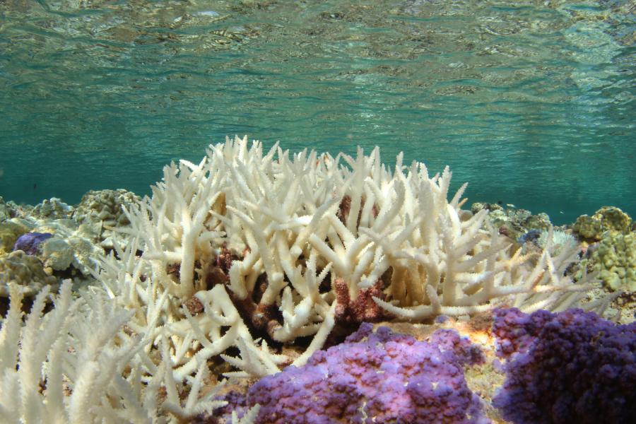 white fingers of 'dead' roral in a shallow sea.