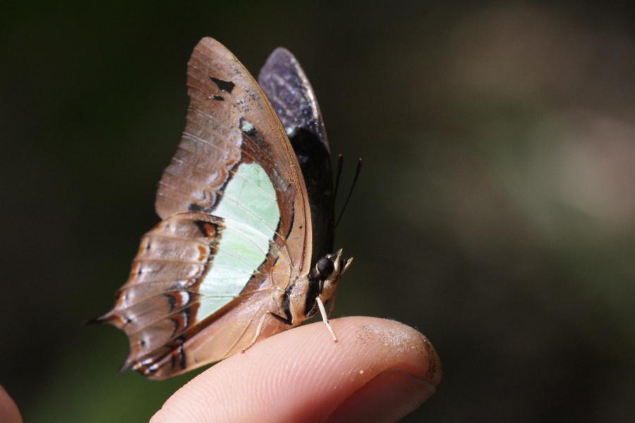 A brown and green butterfly from Thailand