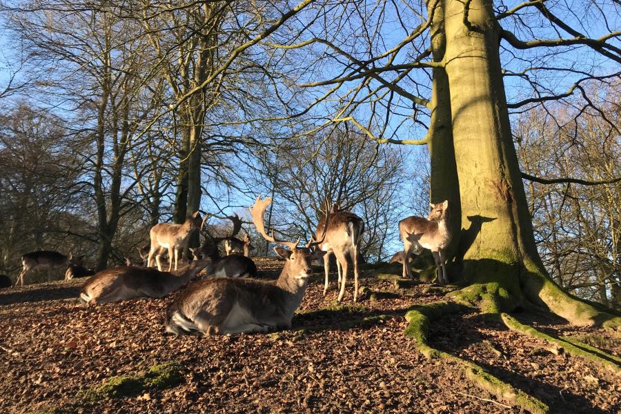 Deer standing and sitting in a group under trees