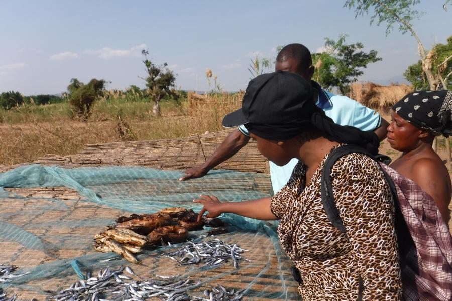 Fish being dried on netting in the sun