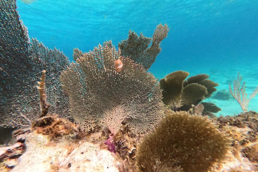 flamingo Tongue on sea fan at bottom of ocean