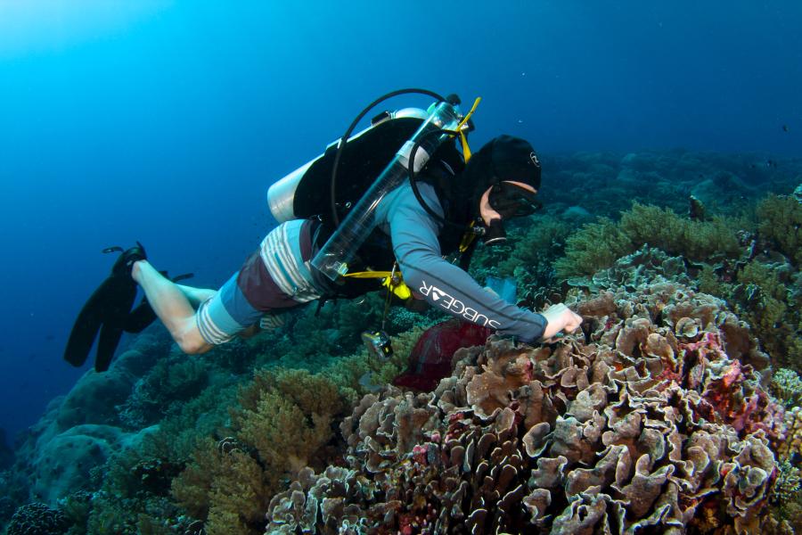 a man in a diving suit picks pieces of coral from an underwater reef.