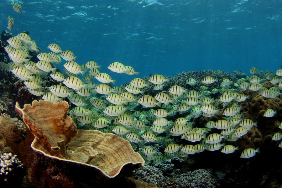 a shoal of striped little fish swim above a coral reef