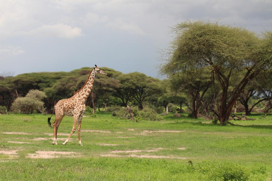Giraffe surrounded by greenery and trees