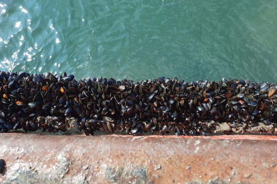 mussels stuck to the conwy wall surrounded by sea