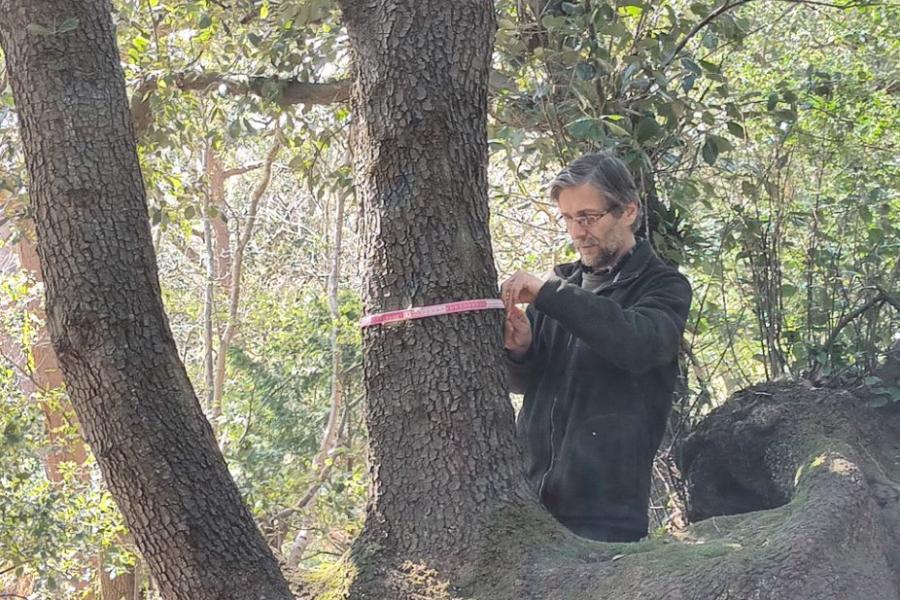 Man measuring a tree in the forest