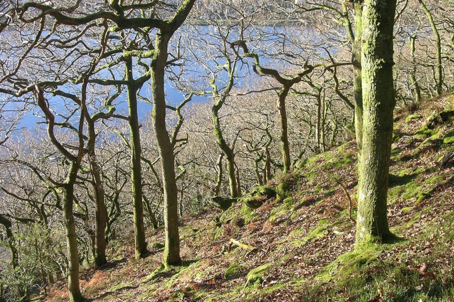 Trees with branches near a lake