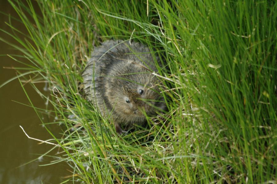 Water Vole, on edge of lake in grass