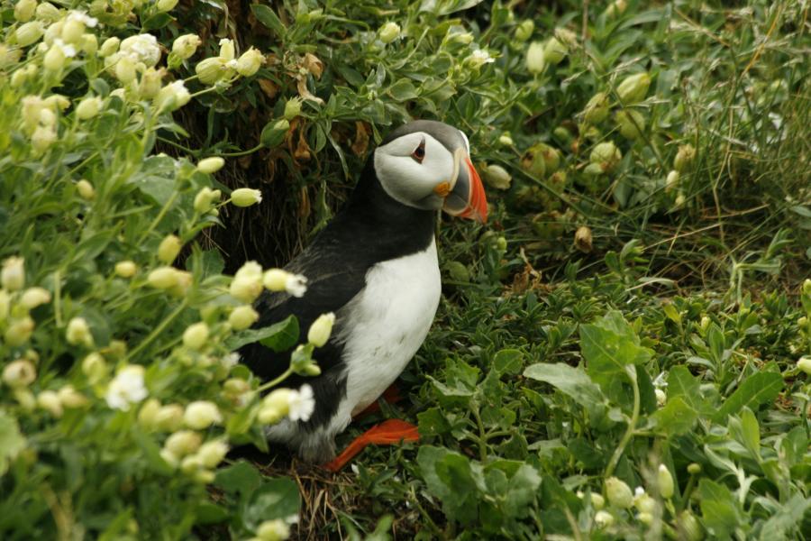 Puffin, burrowing in greenery