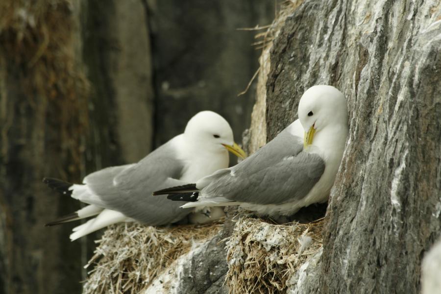 two kittiwakes birds nestling on side of cliff