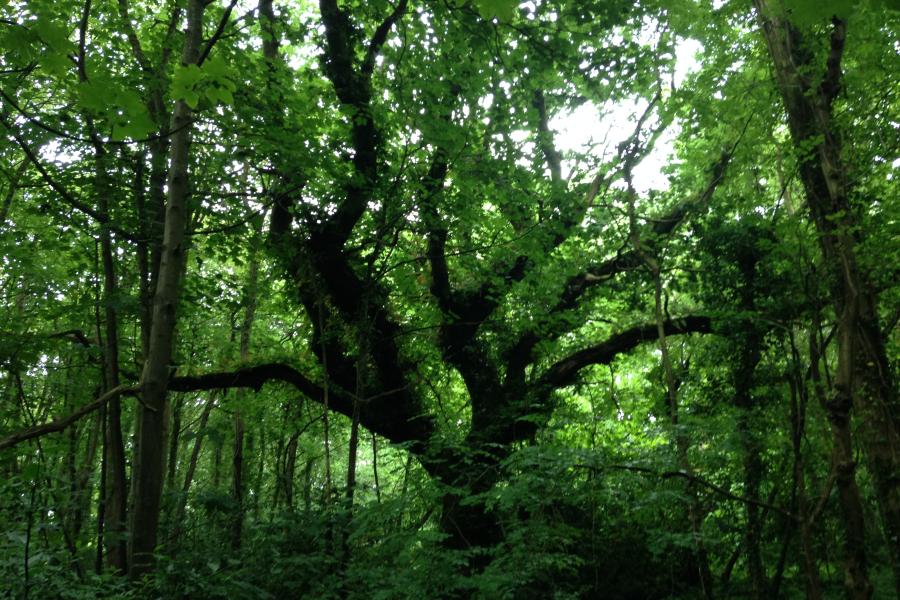  a dense canopy of trees