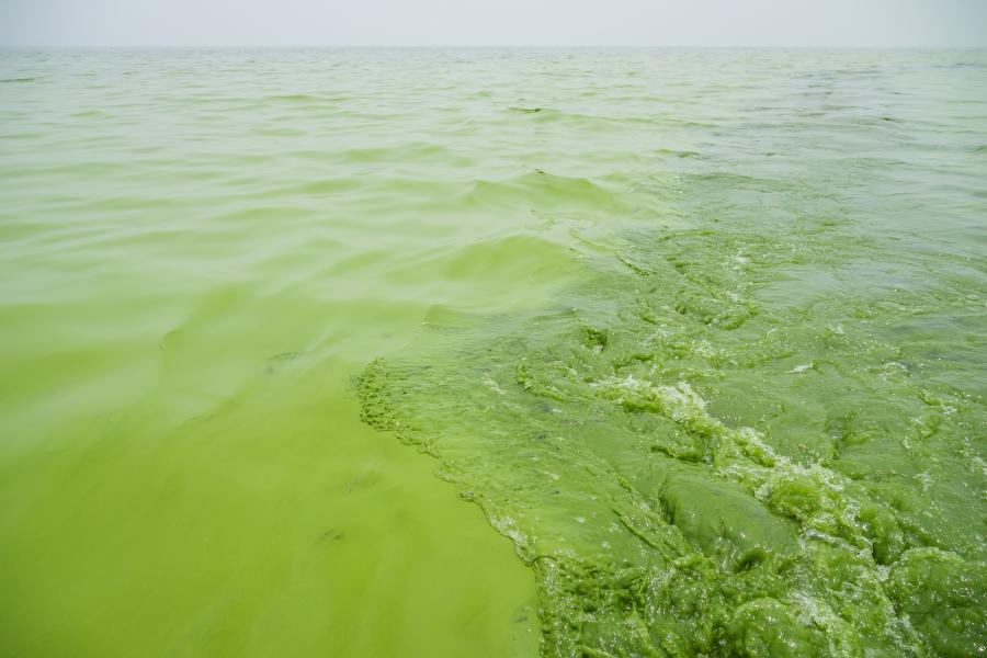 Green cyanobacteria bloom in water