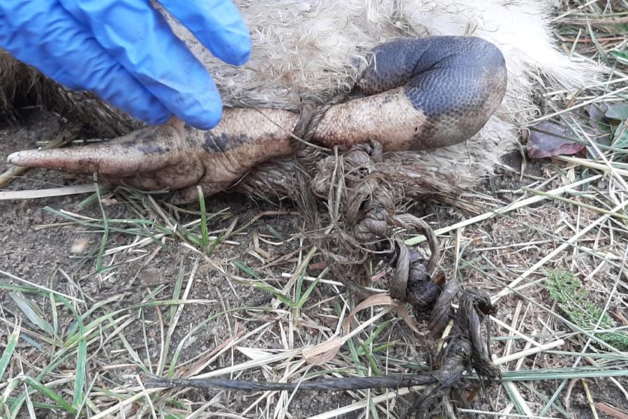  a blue gloved hand  reaches to a bird's foot caught in plastic/