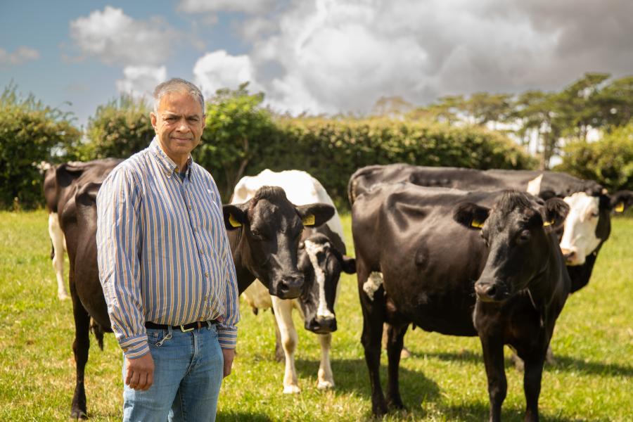 Person standing in a field with dairy cows in the background