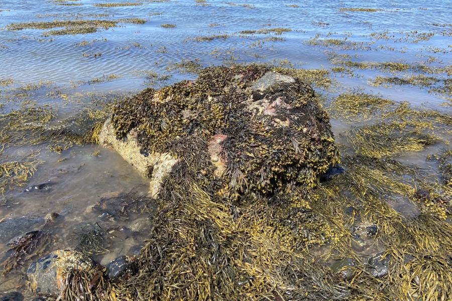 Seaweed on Y Foryd