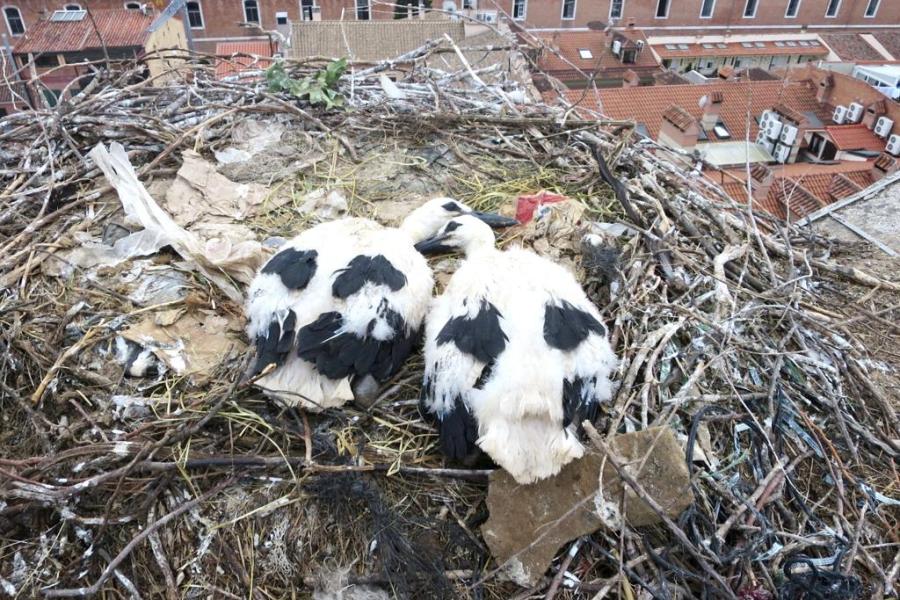  two white storks sit on a nest