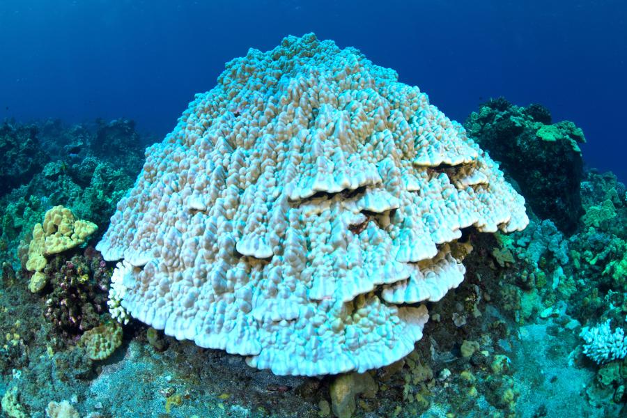  A dome of bleached coral