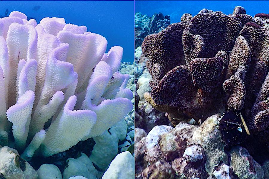 Dau lun o'r un cwrel, gyda'r un ar y chwith yn wyn a'r un ar y dde yn liw tywyllsame coral, one on the left is white and one on the right a dark colour.
