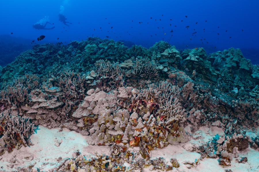  a reef with two divers seen in the distance