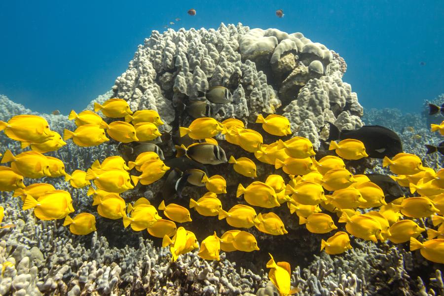   A school of yellow fish swim past a coral lump