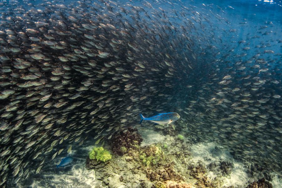  a predator species and a large shool of small fishes