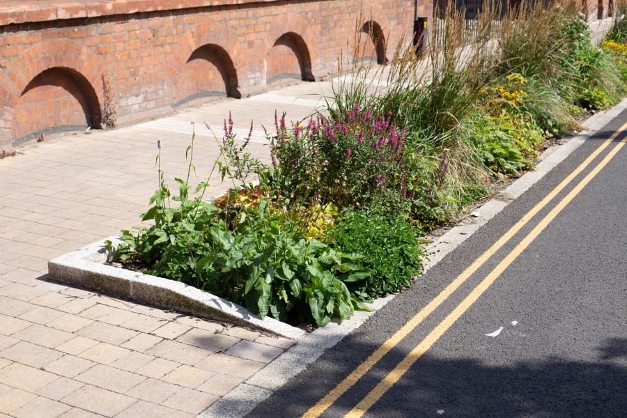 planst grow in a ground-level flowerbed which also acts as a drain