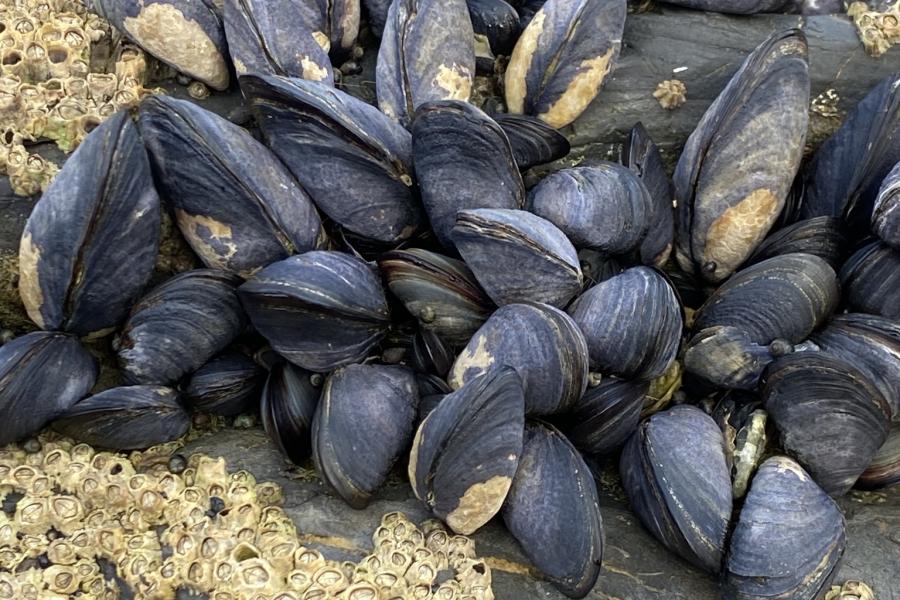 a clump of mussels rock-fast and surrounded by barnacles.