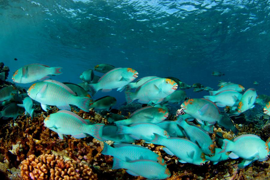 largeish fish swim over a coral reef