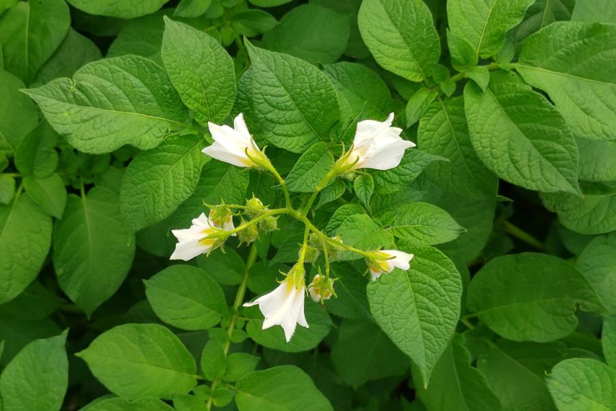 Detail shot of a flowering potato crop