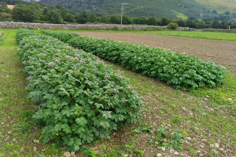 A crop of potatoes at Henfaes Research Centre