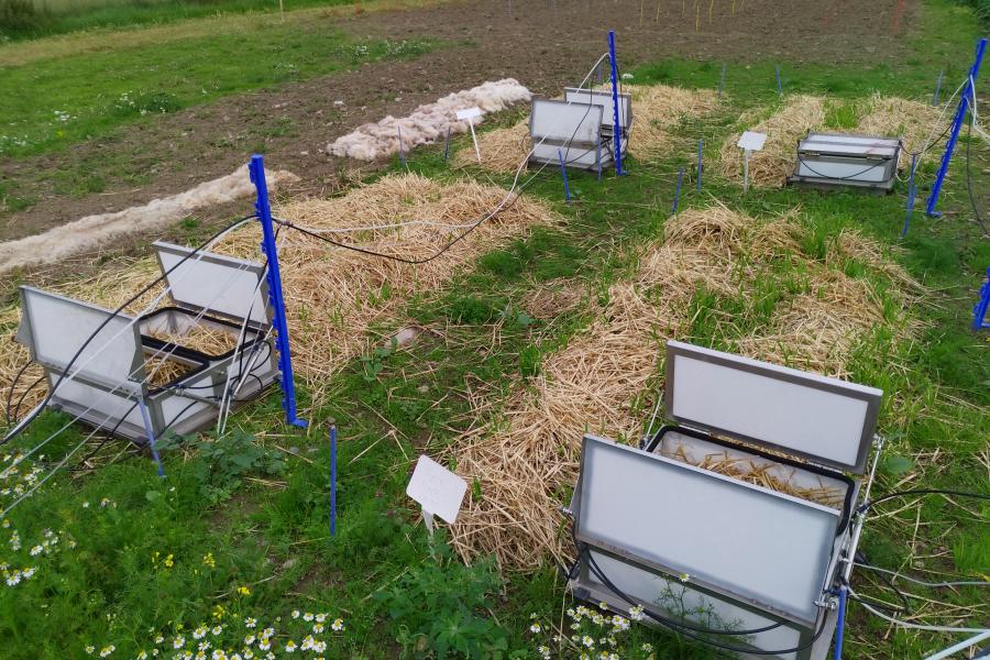 Potato crops with boxes and cabling around them in order to monitor emissions